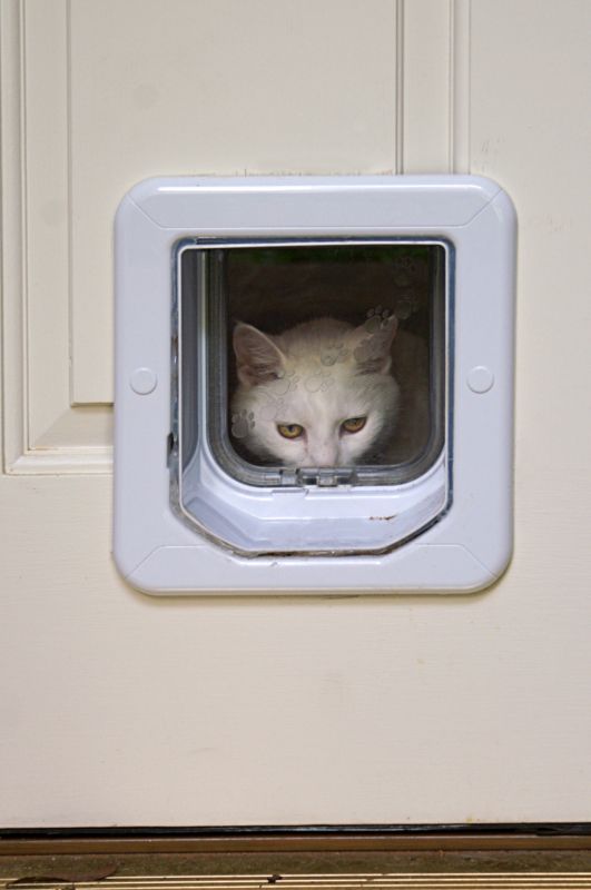 Cat Door Installation detail